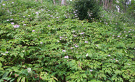 f:id:tabicafe:20200416145517j:plain f:id:tabicafe:20200416145517j:plain
