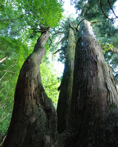 f:id:tabicafe:20200529092028j:plain