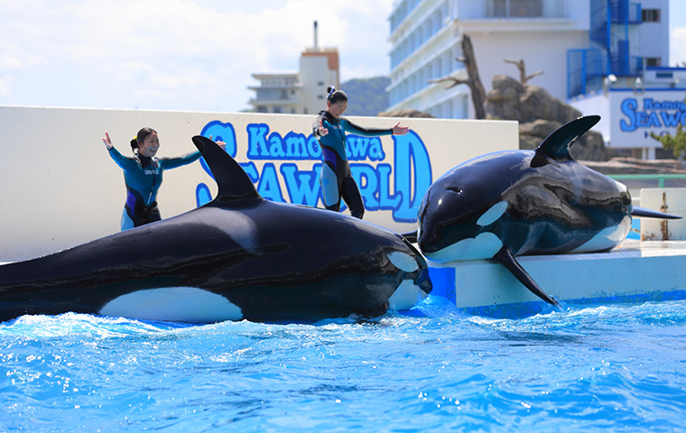 鴨川シーワールド Kamogawa Seaworld - 旅cafe