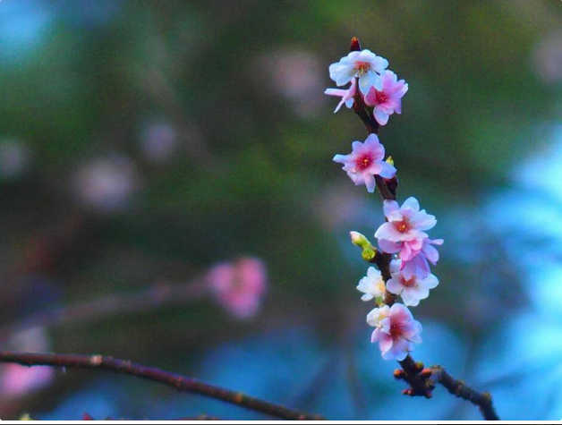 f:id:tabicafe:20200628124822p:plain f:id:tabicafe:20200628124822p:plain
