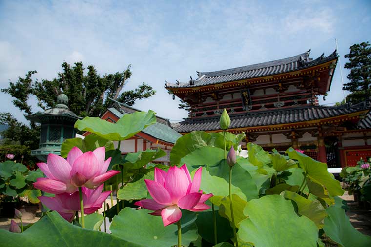 f:id:tabicafe:20200709093609j:plain f:id:tabicafe:20200709093609j:plain