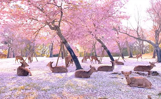 f:id:tabicafe:20200806162057j:plain f:id:tabicafe:20200806162057j:plain