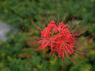 f:id:tabicafe:20200909183857j:plain
