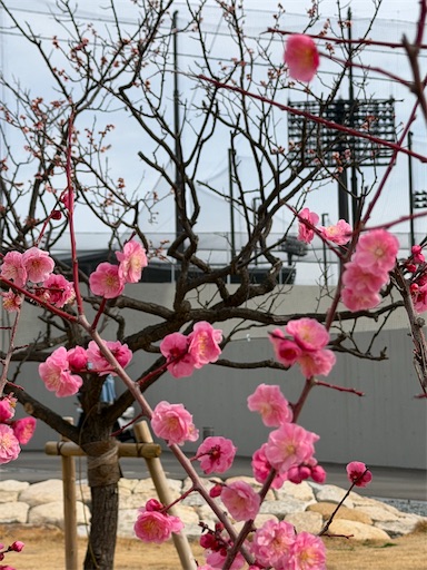 f:id:tabigayoi2017:20260227125953j:image