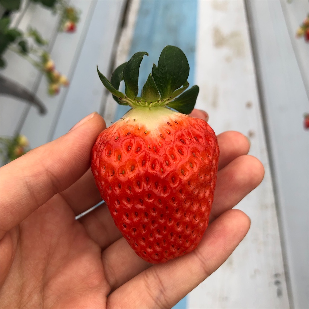 f:id:tabihate:20190306144151j:image