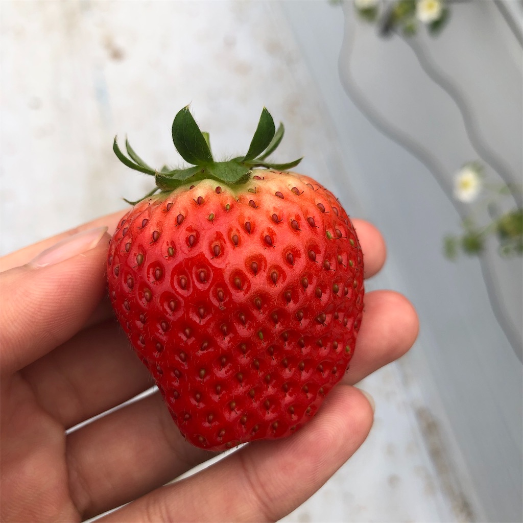 f:id:tabihate:20190306144202j:image