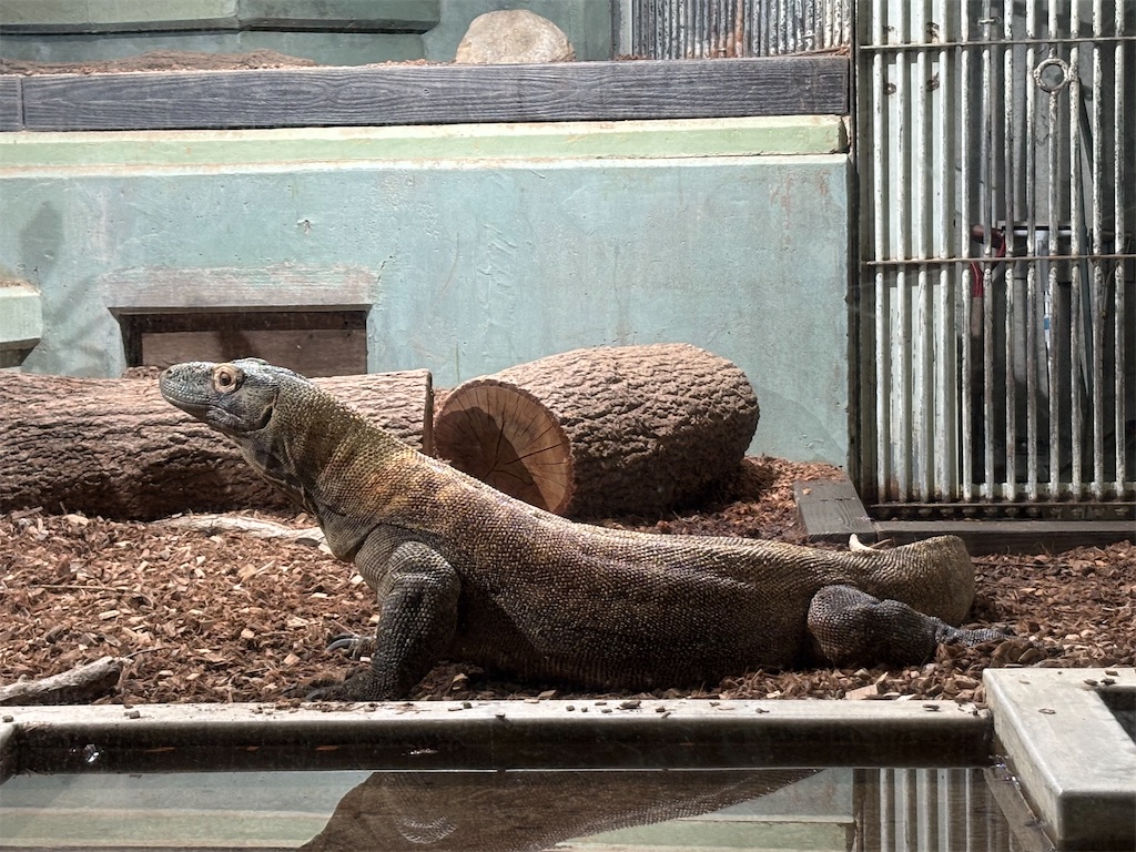 名古屋・東山動植物園でコモドドラゴン｜夏の子連れは暑さ対策を優先