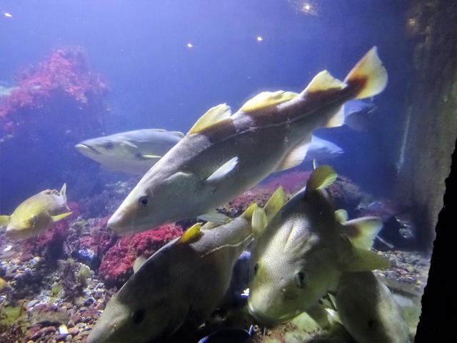 f:id:tabikichi:20180705103922j:plain f:id:tabikichi:20180705103922j:plain