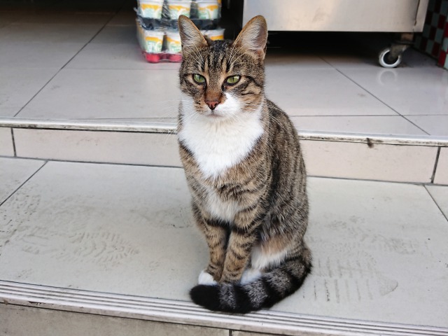 f:id:tabikichi:20190206000327j:plain f:id:tabikichi:20190206000327j:plain