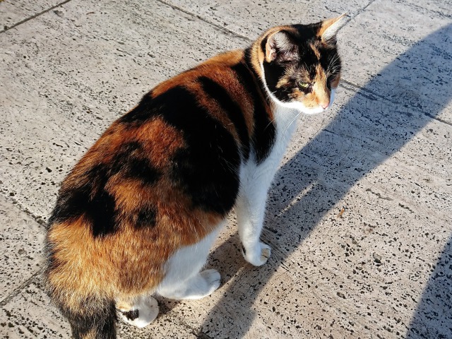 f:id:tabikichi:20190206000332j:plain f:id:tabikichi:20190206000332j:plain