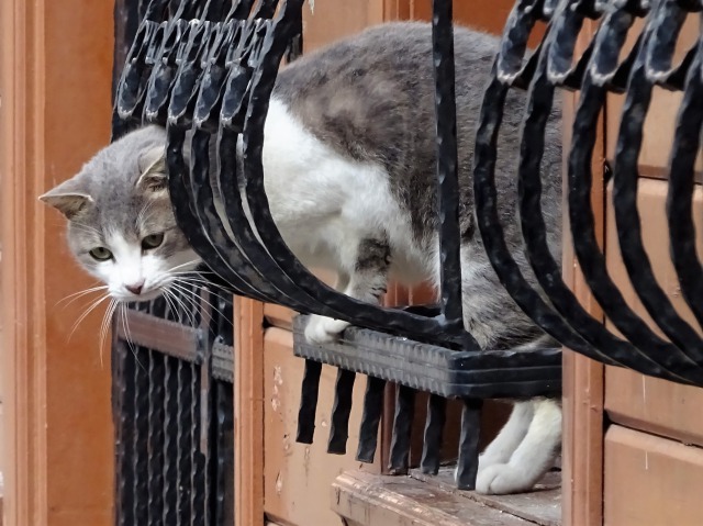 f:id:tabikichi:20190206063649j:plain f:id:tabikichi:20190206063649j:plain