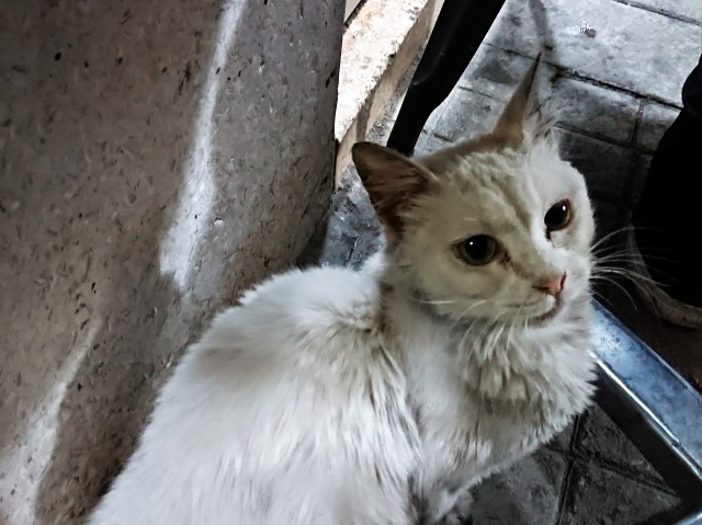 f:id:tabikichi:20190322224138j:plain f:id:tabikichi:20190322224138j:plain