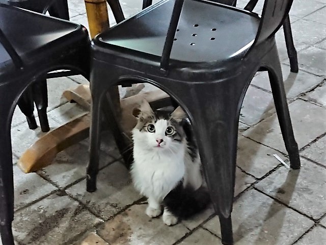 f:id:tabikichi:20190323062137j:plain f:id:tabikichi:20190323062137j:plain