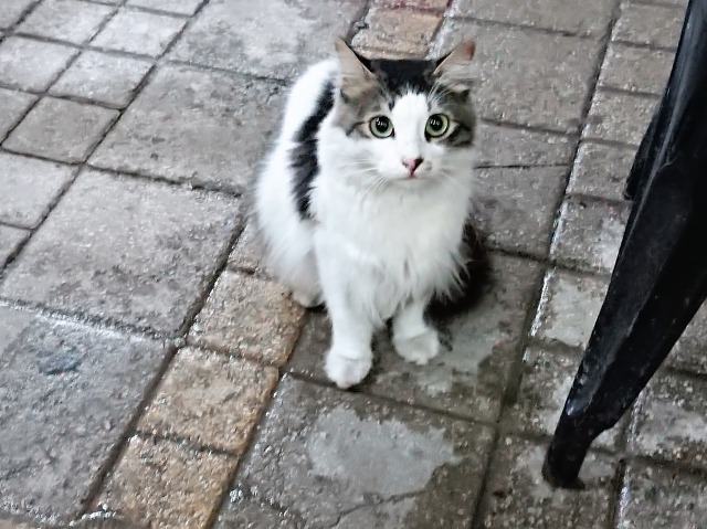 f:id:tabikichi:20190323062143j:plain f:id:tabikichi:20190323062143j:plain