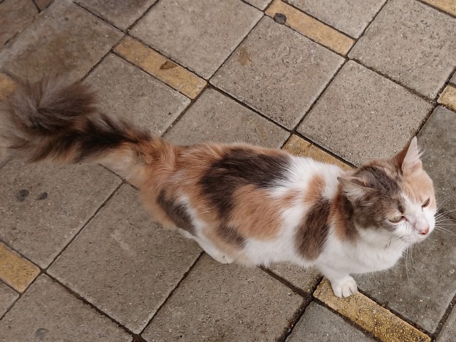 f:id:tabikichi:20190512065210j:plain f:id:tabikichi:20190512065210j:plain