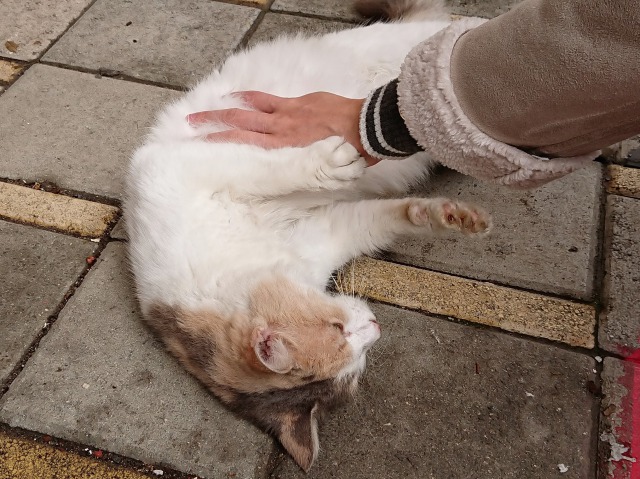 f:id:tabikichi:20190512065215j:plain f:id:tabikichi:20190512065215j:plain