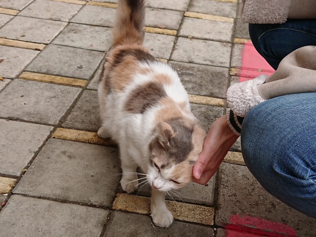 f:id:tabikichi:20190512065239j:plain f:id:tabikichi:20190512065239j:plain