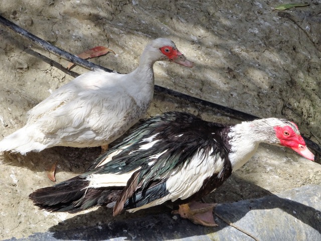 f:id:tabikichi:20190531075145j:plain f:id:tabikichi:20190531075145j:plain