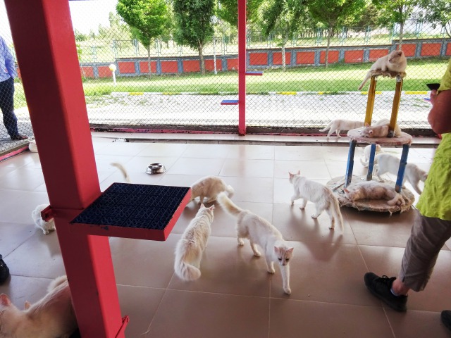 f:id:tabikichi:20190620062045j:plain