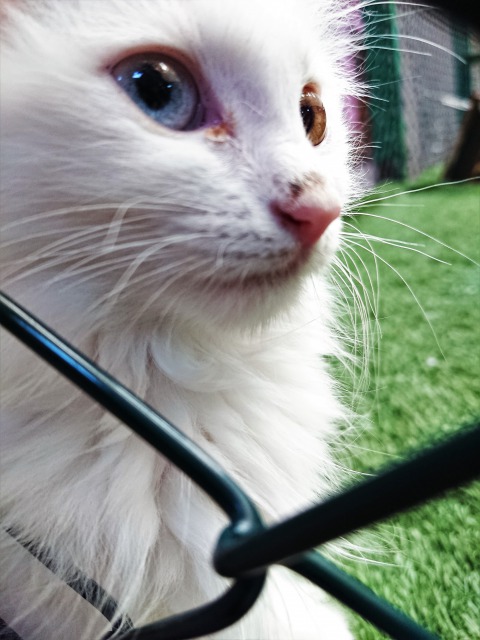 f:id:tabikichi:20190620062616j:plain f:id:tabikichi:20190620062616j:plain