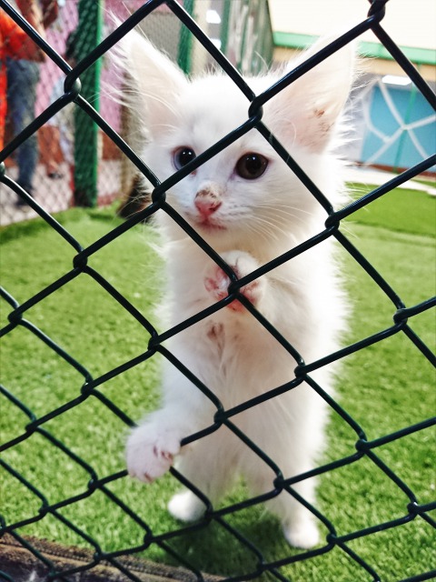 f:id:tabikichi:20190620062820j:plain f:id:tabikichi:20190620062820j:plain
