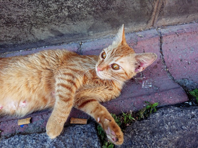 f:id:tabikichi:20190620092842j:plain f:id:tabikichi:20190620092842j:plain