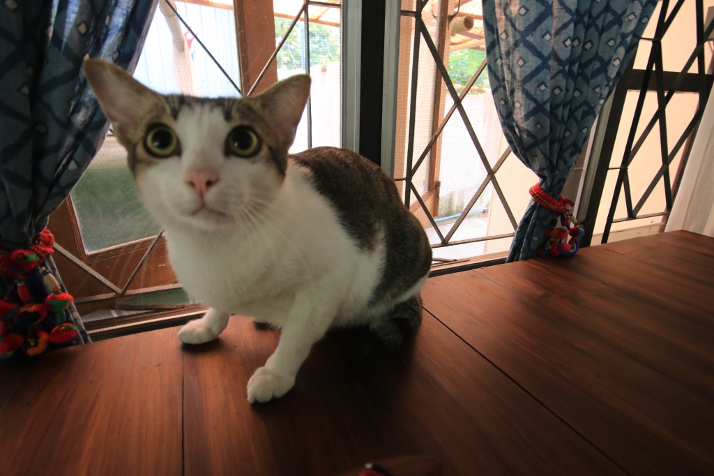 f:id:tabimarusho:20181126143715j:plain