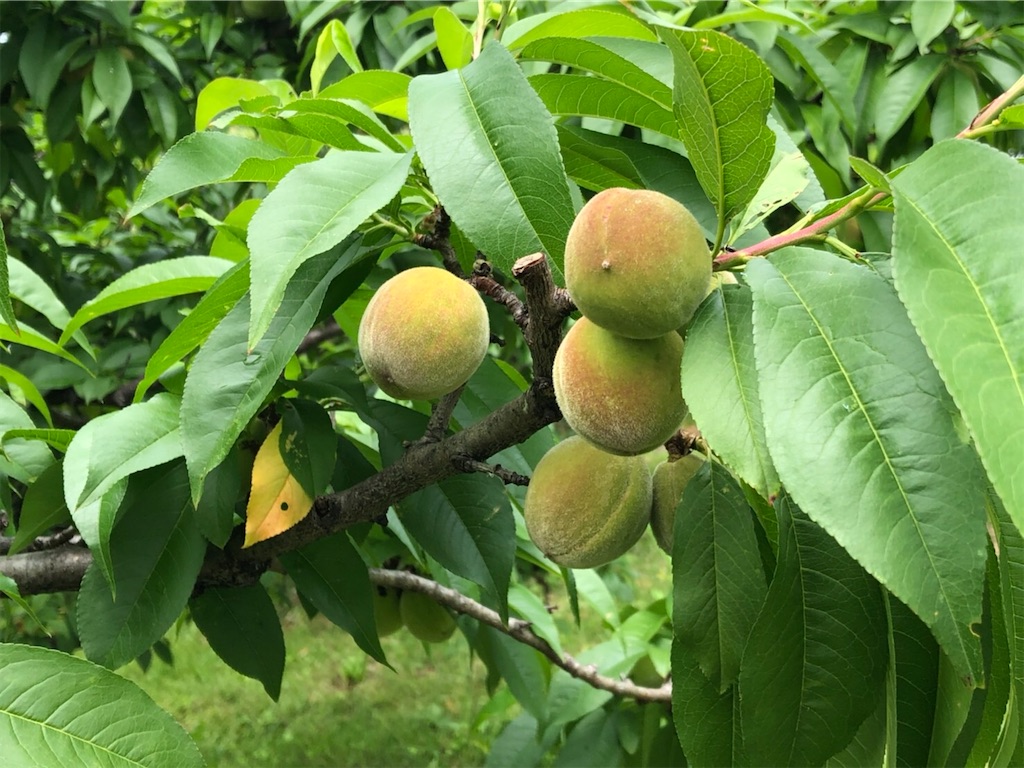 f:id:tabininjin:20200528001110j:image f:id:tabininjin:20200528001110j:image