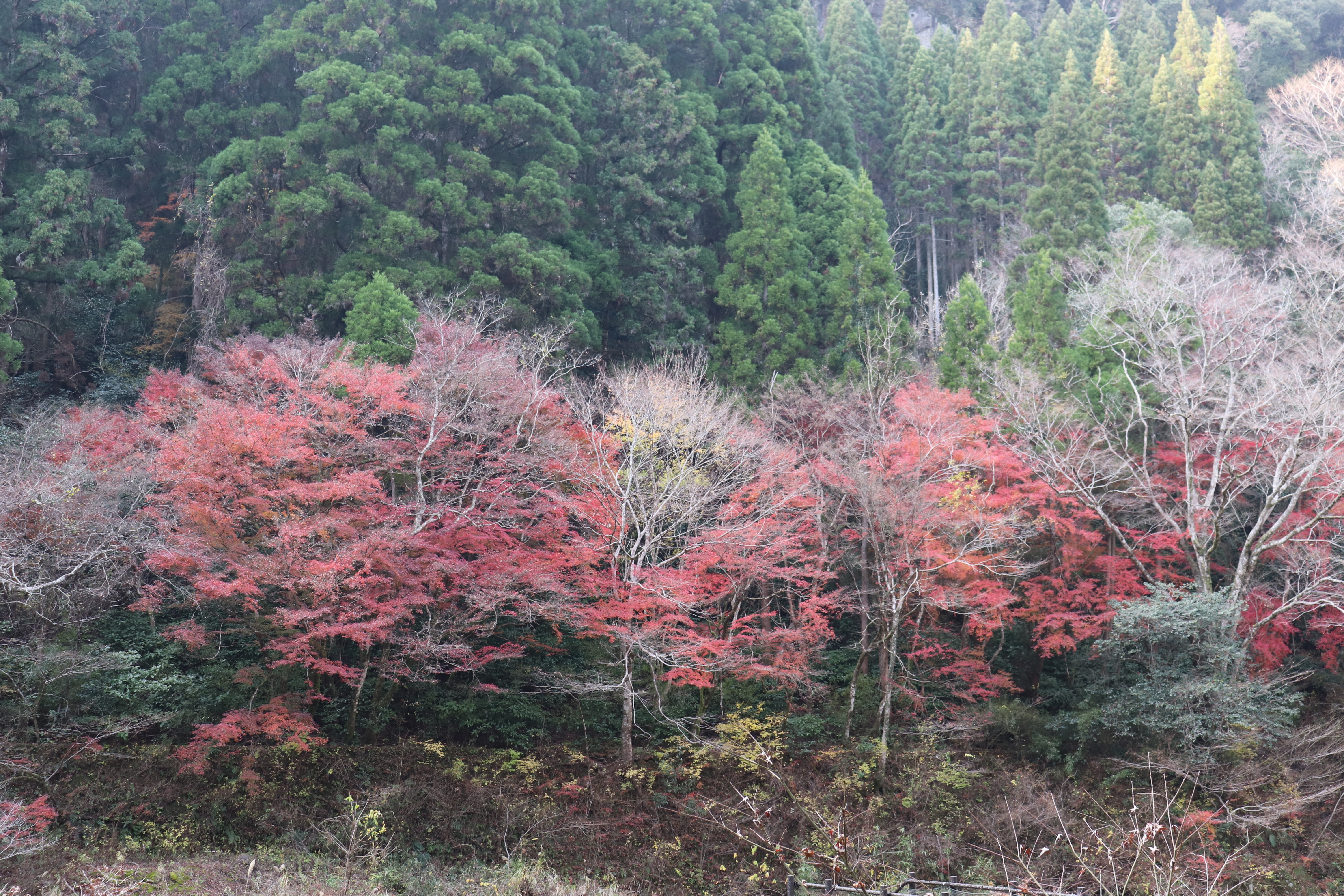 f:id:tabininjin:20201211203729j:image