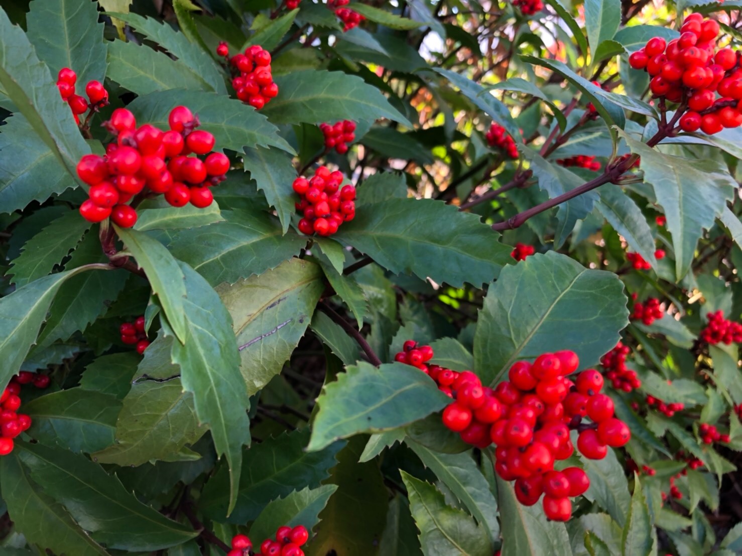f:id:tabininjin:20201212155227j:image f:id:tabininjin:20201212155227j:image