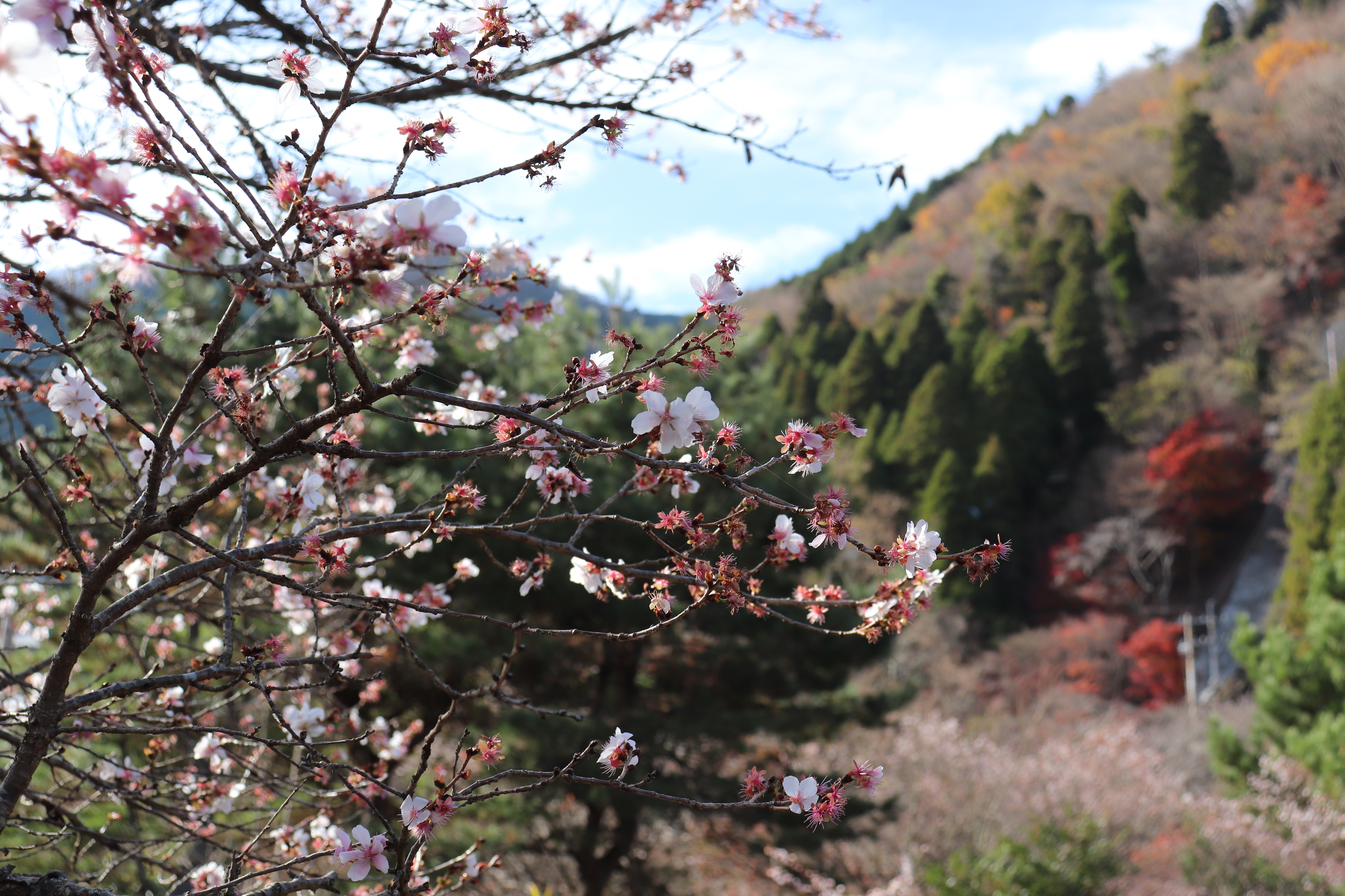 f:id:tabininjin:20201215161417j:image f:id:tabininjin:20201215161417j:image