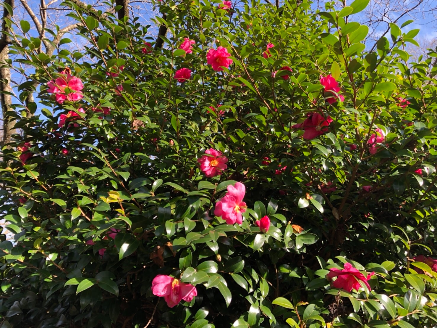 f:id:tabininjin:20201217223606j:image f:id:tabininjin:20201217223606j:image