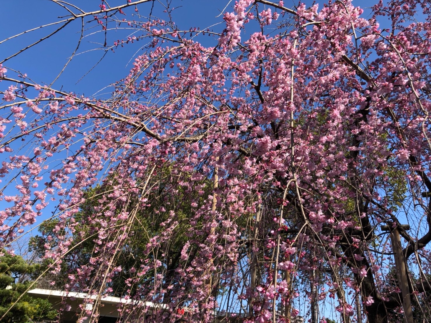 f:id:tabininjin:20210317004046j:image