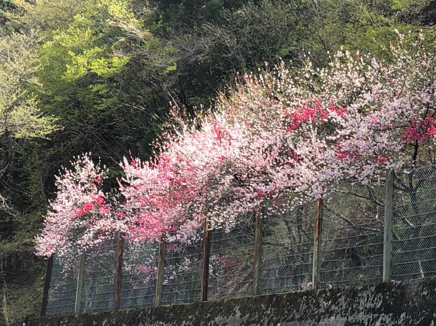 f:id:tabininjin:20210421221755j:image