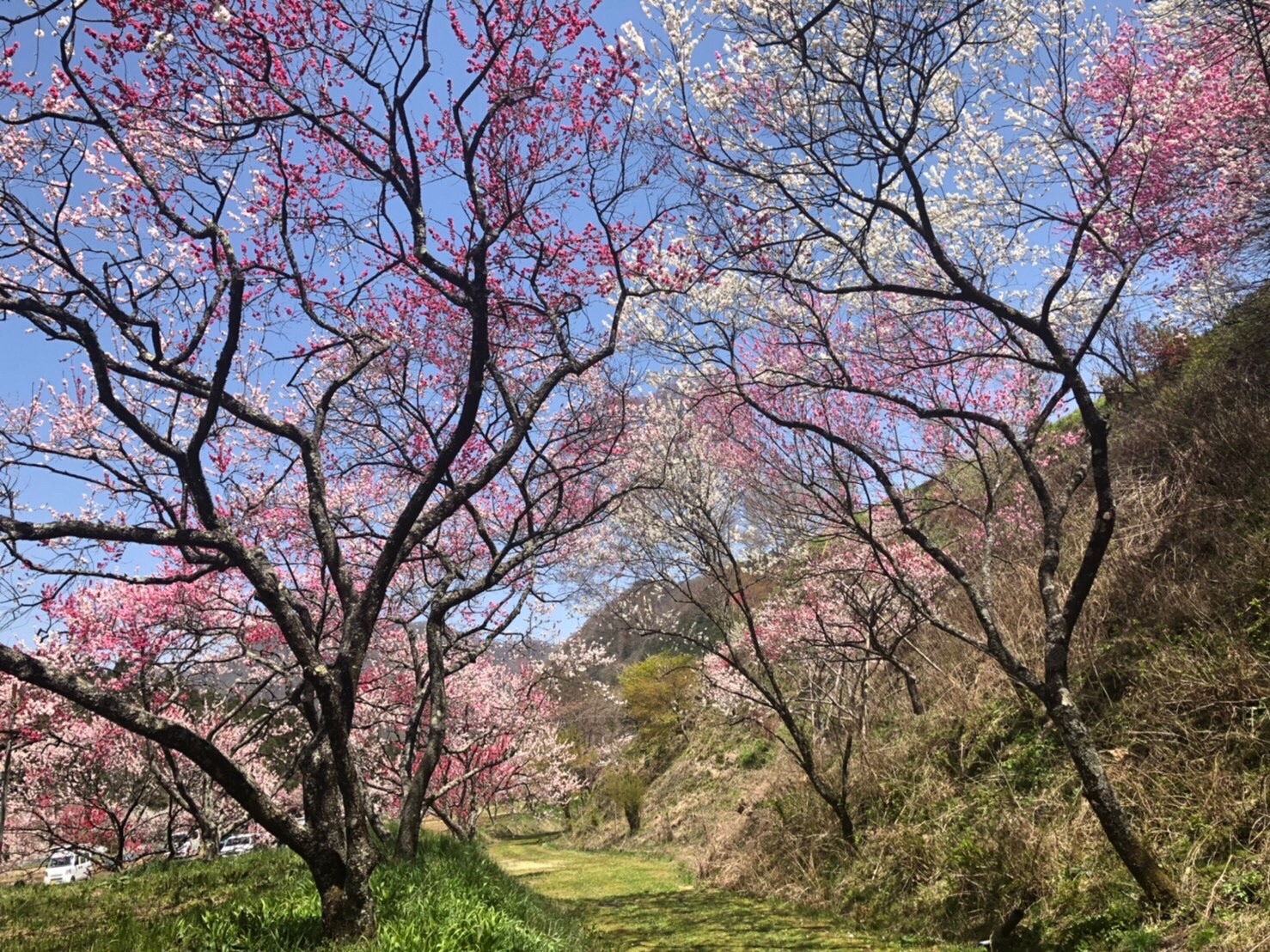 f:id:tabininjin:20210421221814j:image