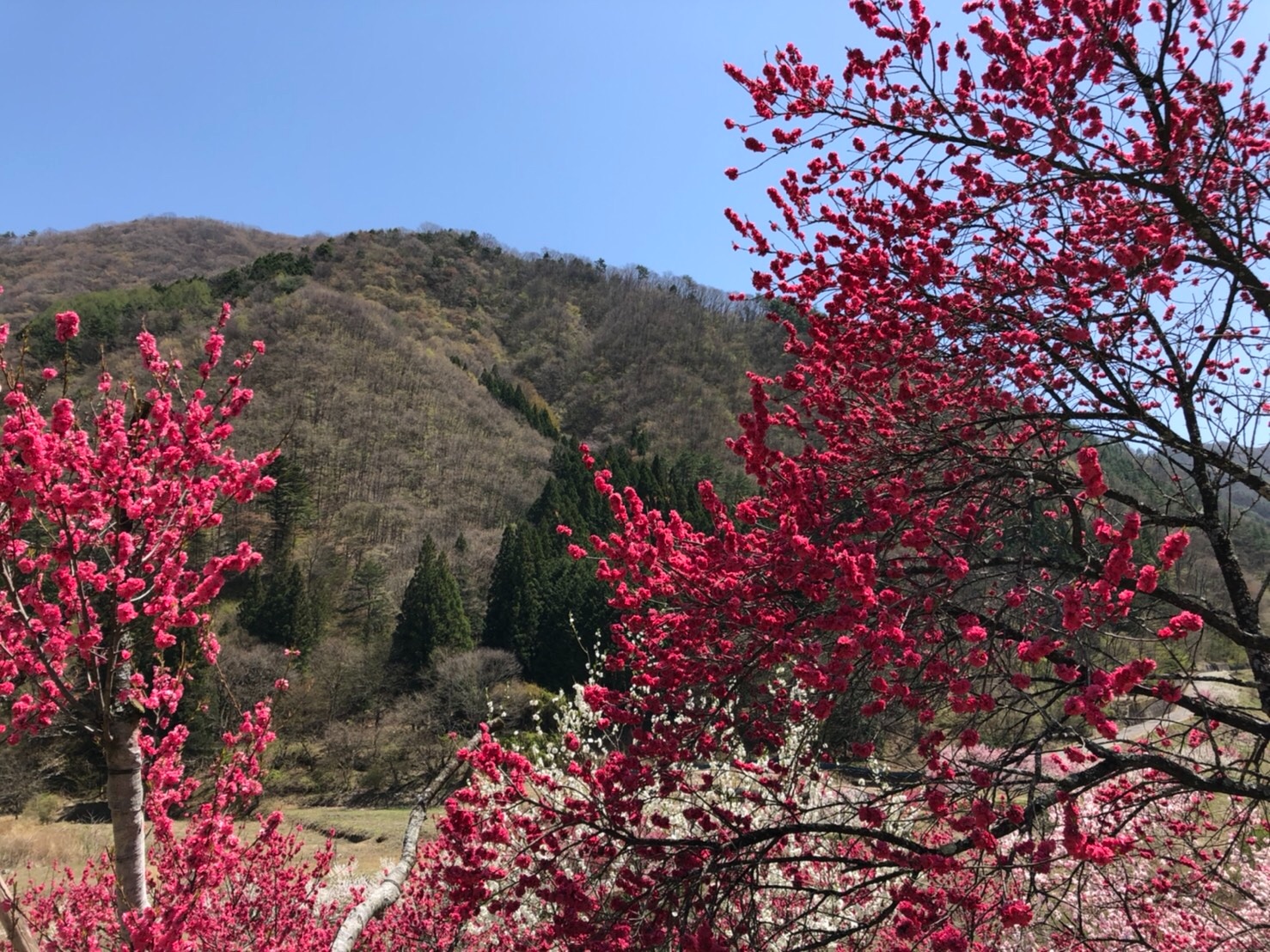 f:id:tabininjin:20210421221820j:image