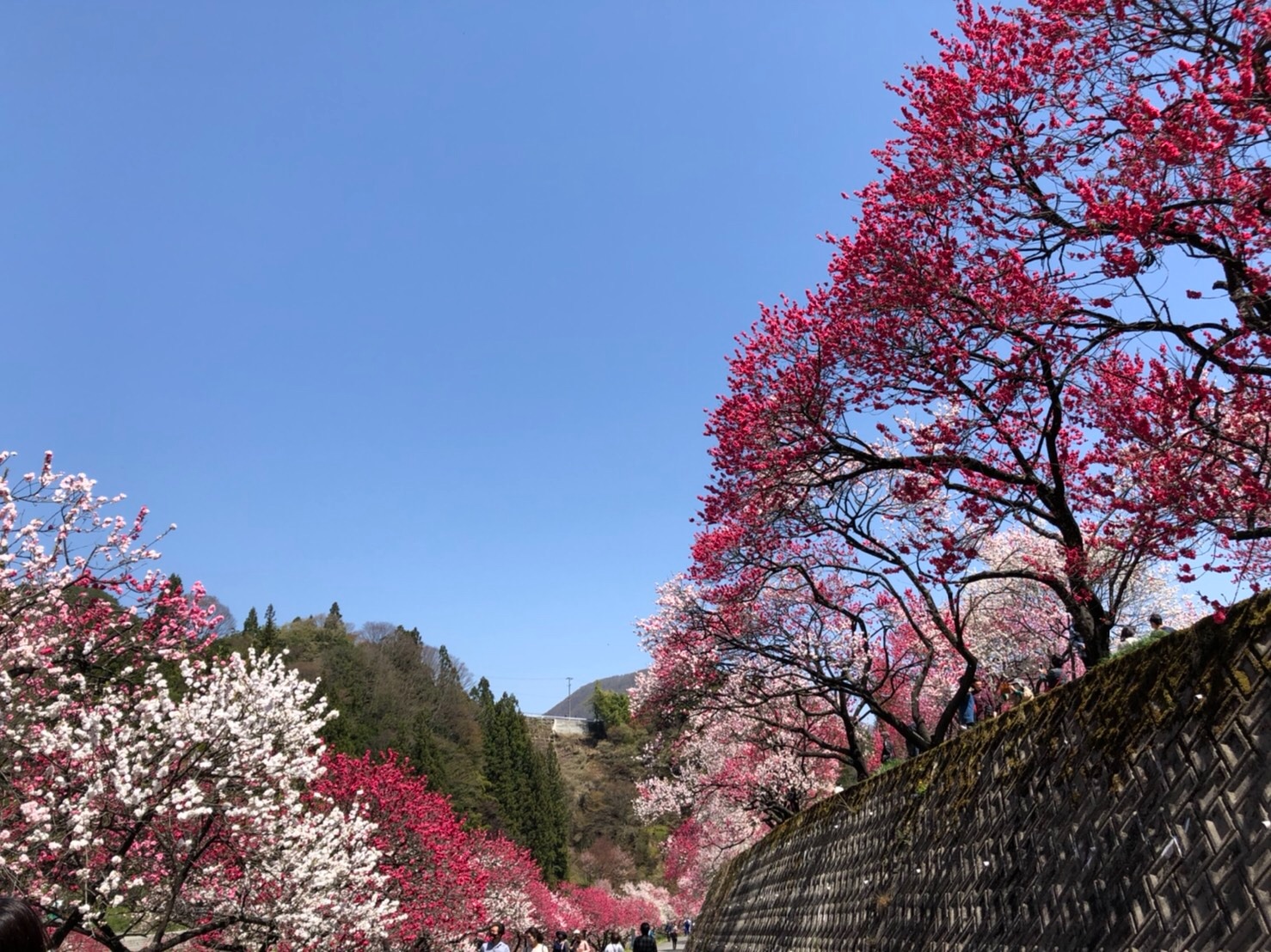 f:id:tabininjin:20210421221825j:image