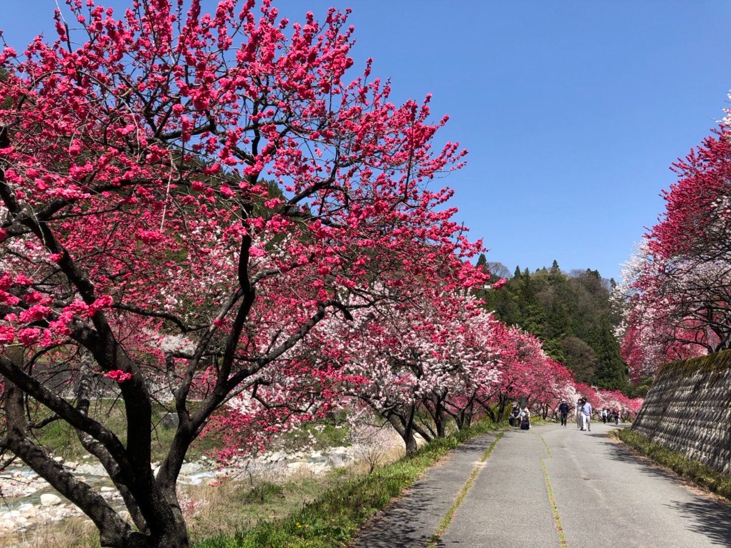 f:id:tabininjin:20210421221834j:image