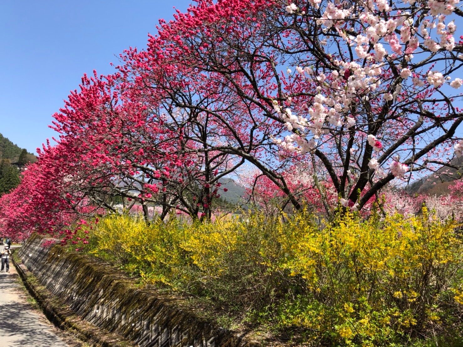 f:id:tabininjin:20210421221845j:image