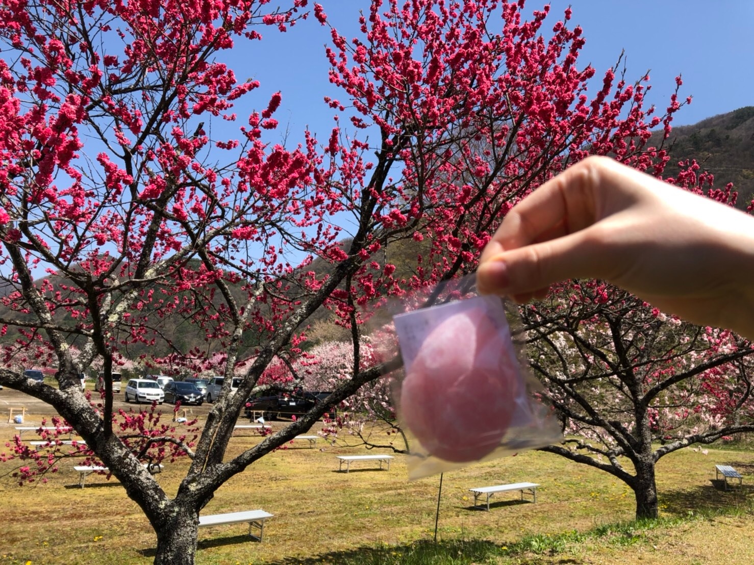 f:id:tabininjin:20210421221915j:image