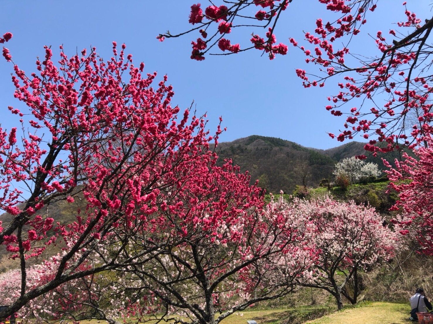 f:id:tabininjin:20210421221924j:image