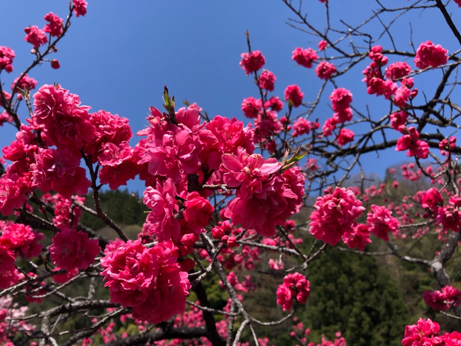 f:id:tabininjin:20210421221932j:image