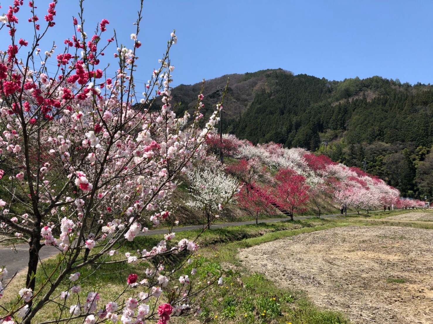 f:id:tabininjin:20210421222844j:image