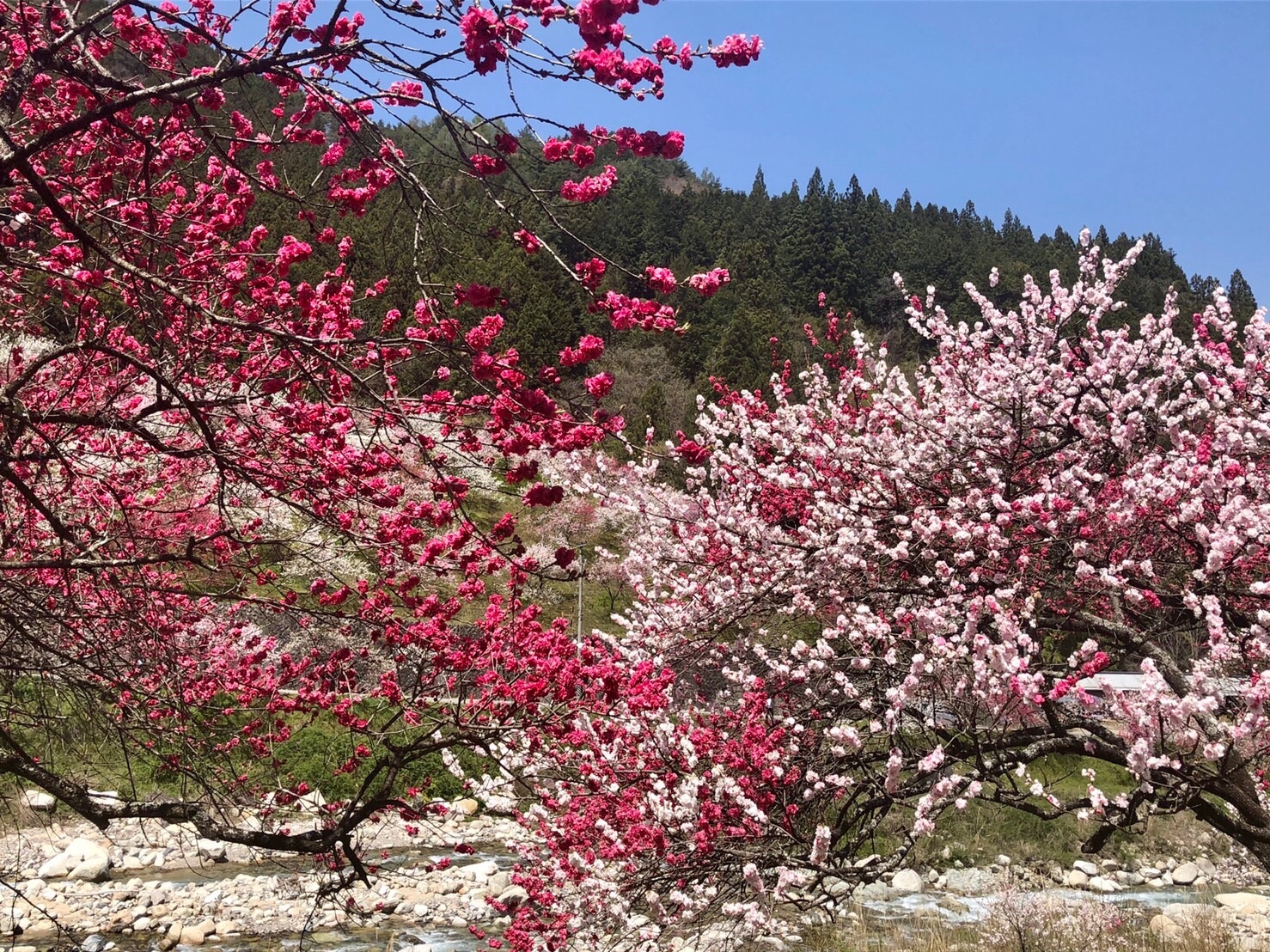 f:id:tabininjin:20210421222859j:image