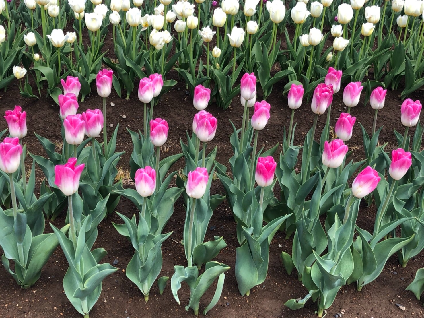 f:id:tabininjin:20210514013350j:image