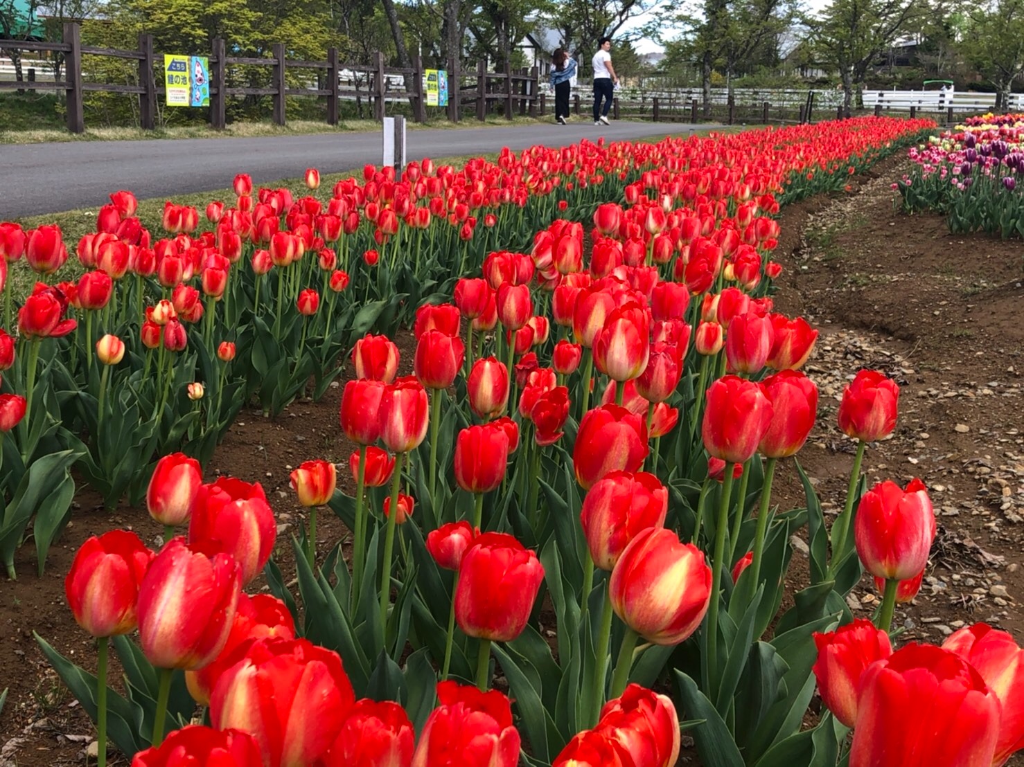 f:id:tabininjin:20210514013405j:image