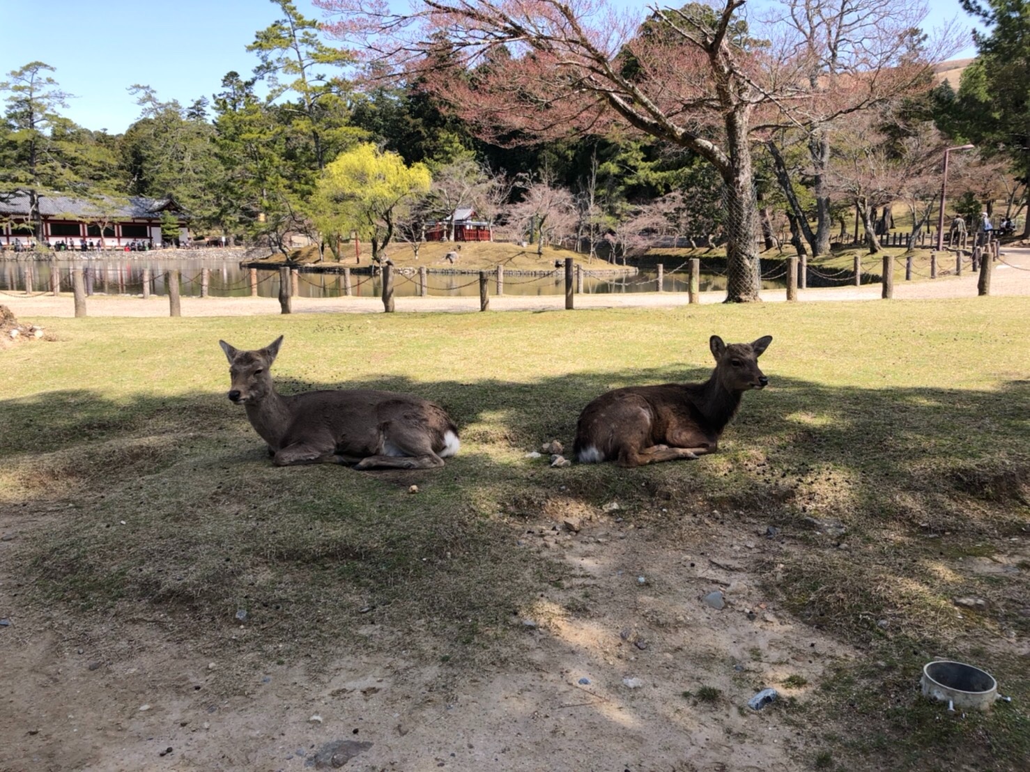 f:id:tabininjin:20210613112539j:image