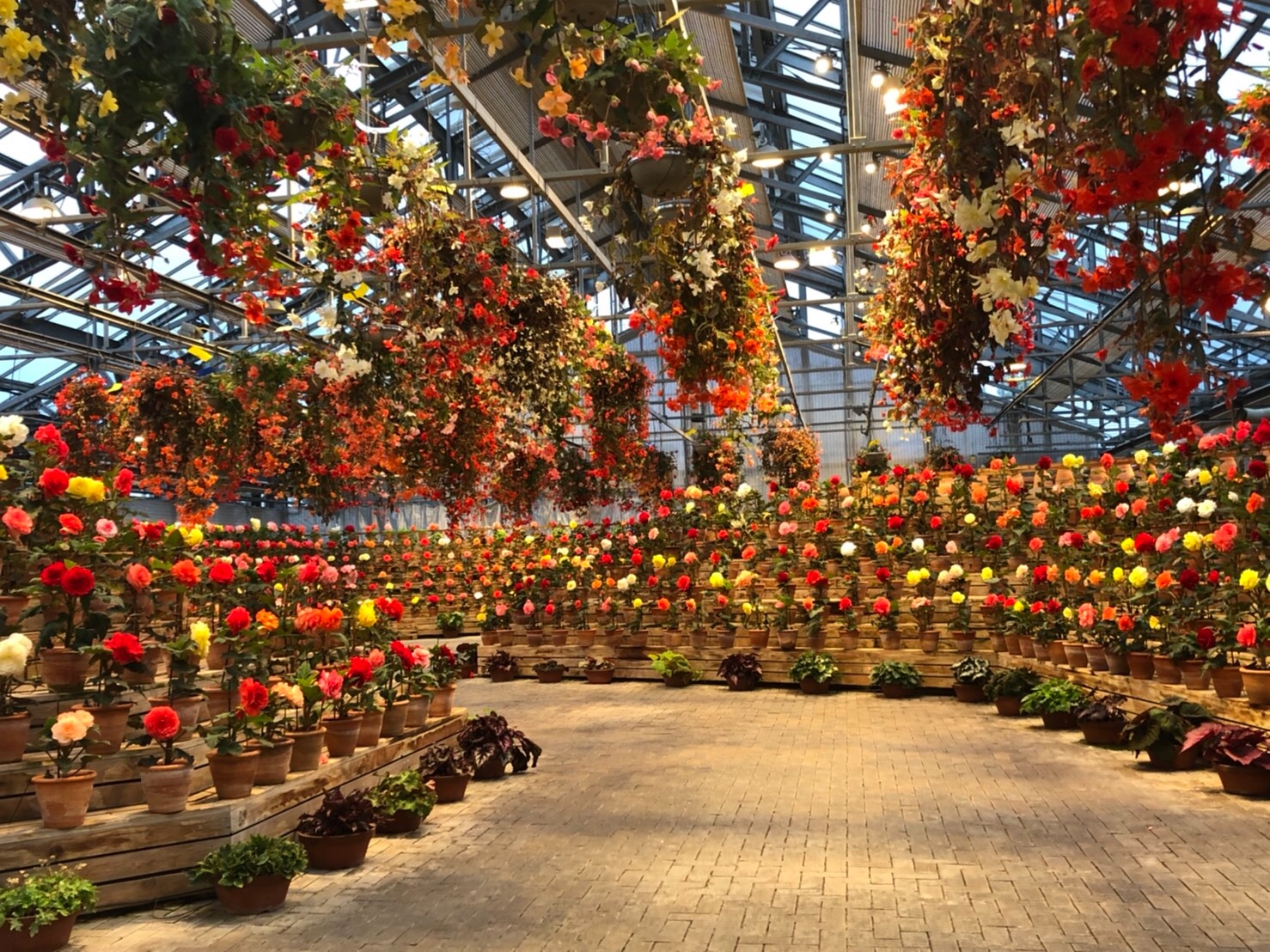 三重県 なばなの里 ベゴニアガーデン １万２千株の花たちの豪華絢爛な共演 旅の先には福がある