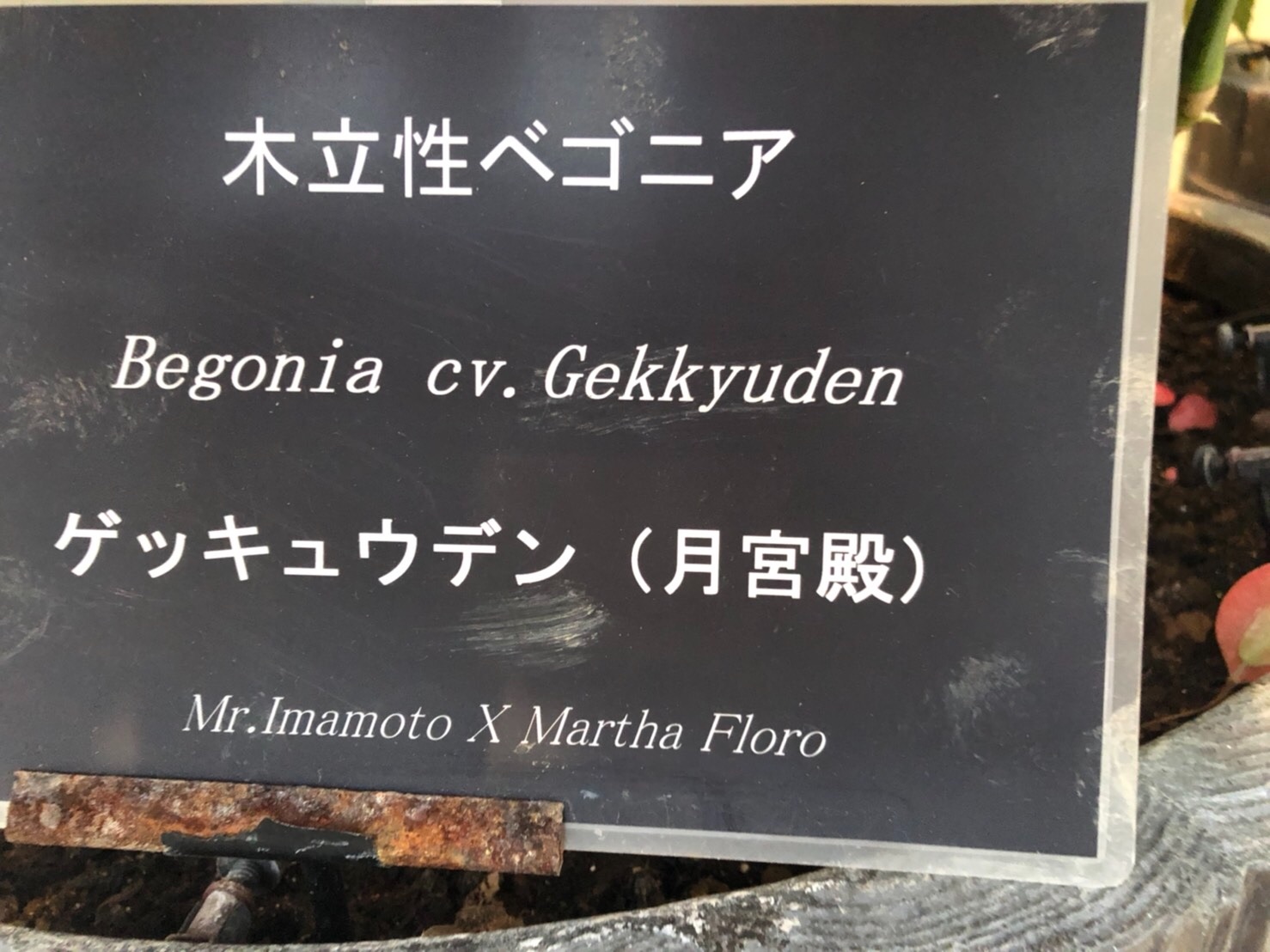 f:id:tabininjin:20210614152729j:image