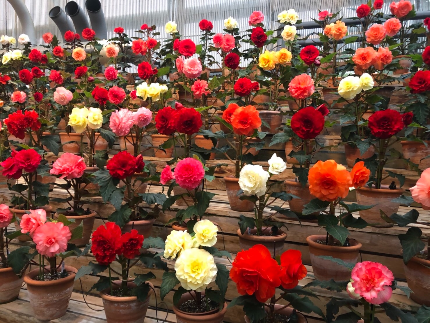 三重県 なばなの里 ベゴニアガーデン １万２千株の花たちの豪華絢爛な共演 旅の先には福がある